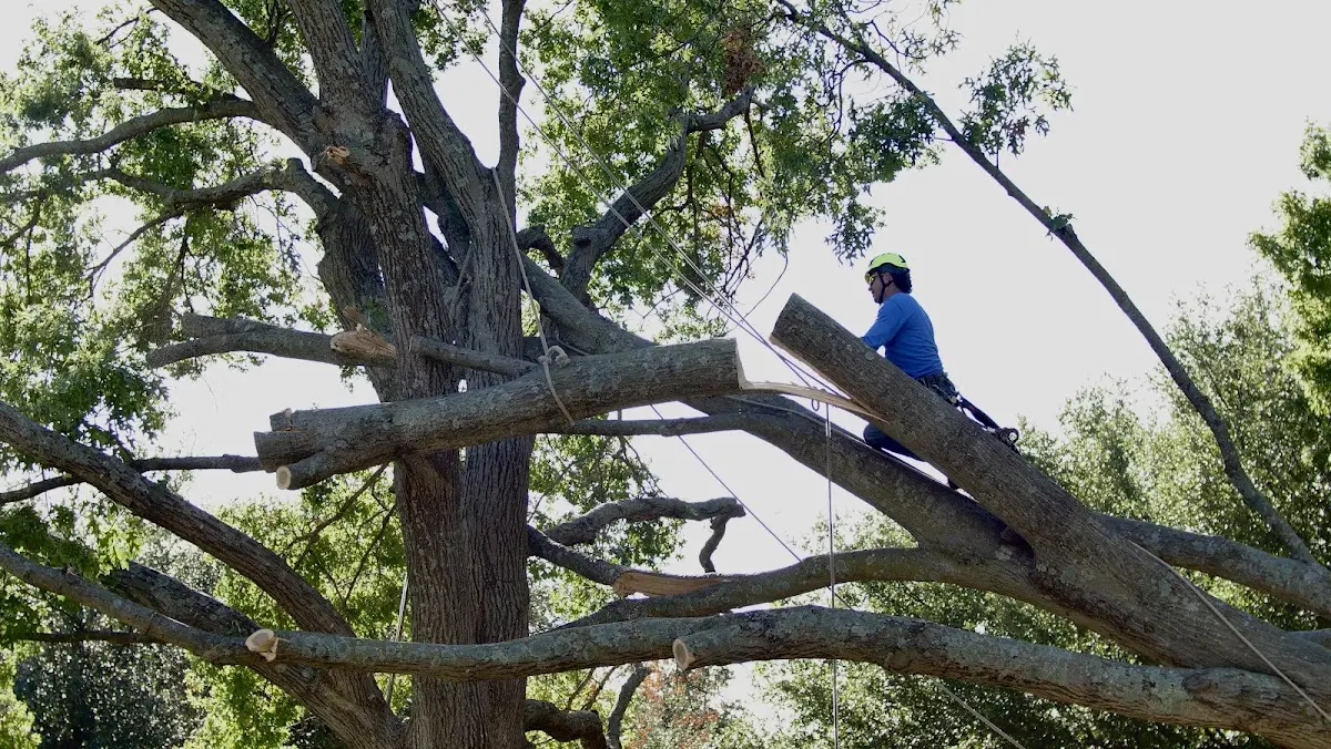 Professional Hazardous Tree Removal performed by certified arborists in Huttig