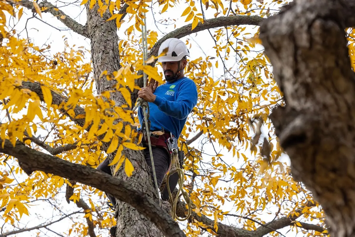 Skilled Tree Trimming crew working in Huttig