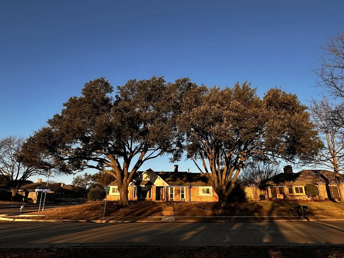 Established residential canopy tree shading a home in Huttig